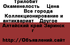 Трилобит Asaphus. Окаменелость. › Цена ­ 300 - Все города Коллекционирование и антиквариат » Другое   . Алтайский край,Заринск г.